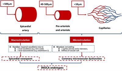 Frontiers Pathophysiologic Basis And Diagnostic Approaches For